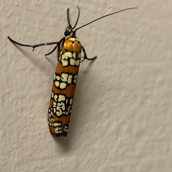 Meet your Posher, Ana - Picture 1 of 1